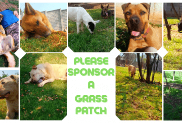 Sponsor a Grass Patch