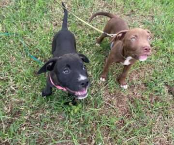 Chloe & Kenzi