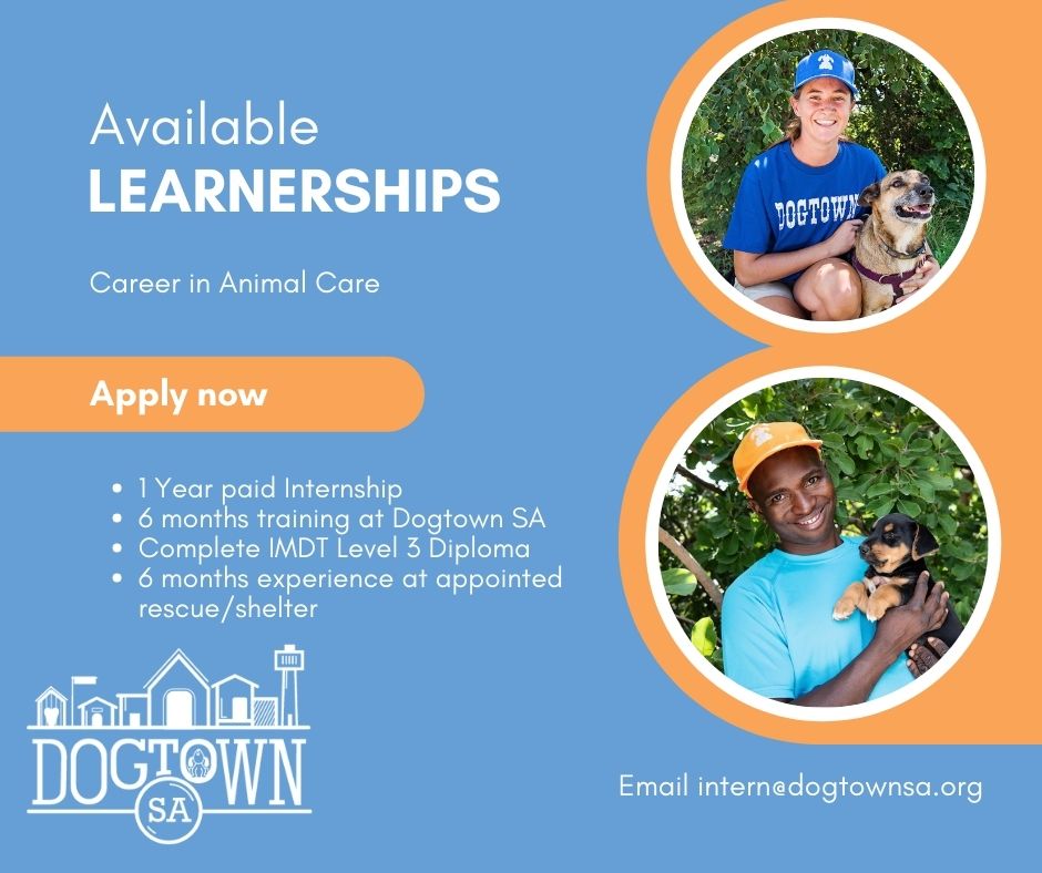 Dogtown Launches Internship Programme