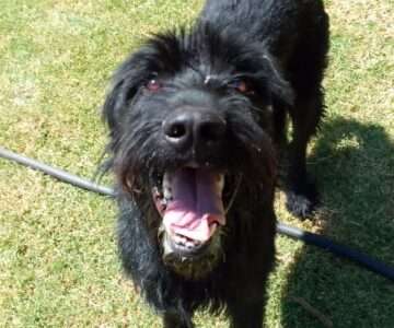 Scout