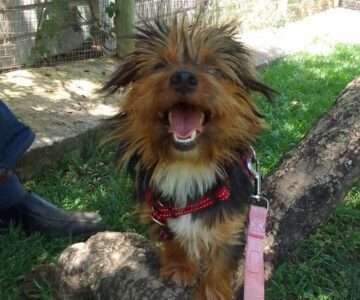 Gizmo