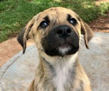 Duke