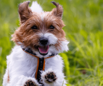 5 Dog Care Tips