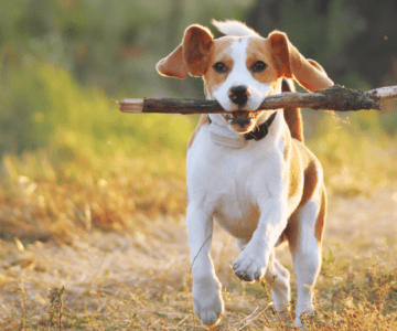 What Makes Your Dog Happy ?