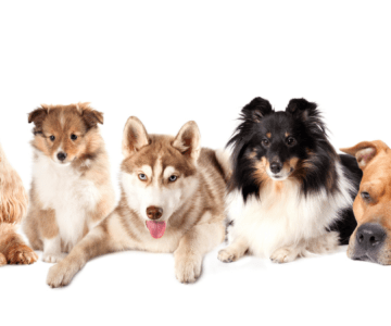 Tips for your new puppy