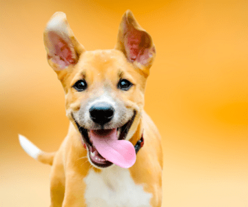 Why you should adopt a dog