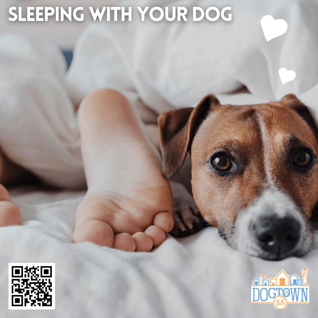 Sleeping with your dog DogTownSA
