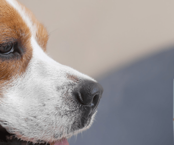 Are we poisoning our dogs