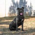 adopt a dog dogtown