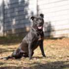 adopt a dog dogtown
