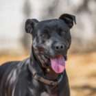 adopt a dog dogtown