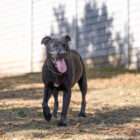 adopt a dog dogtown
