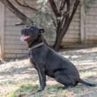 adopt a dog dogtown