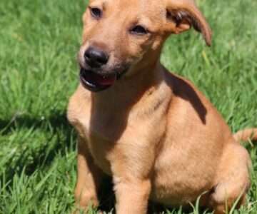 Prue