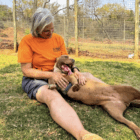 adopt a dog Mia