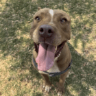 adopt a dog Mia