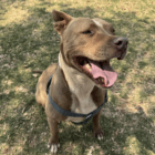 adopt a dog Mia
