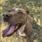 adopt a dog Mia