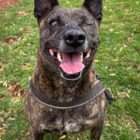 adopt a dog Zara