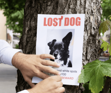 What To Do When Your Dog Gets Lost: The First 24 Hours and Beyond