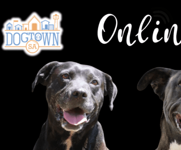 Dogtown’s Black Friday SALE