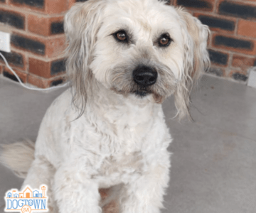 Benji