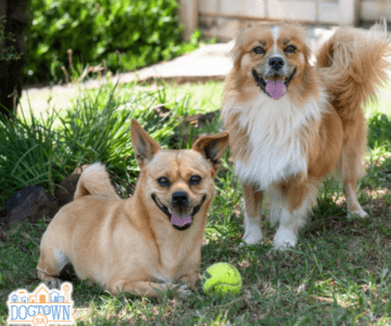 Dixie & Daisy