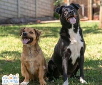 Kuba & Shadow
