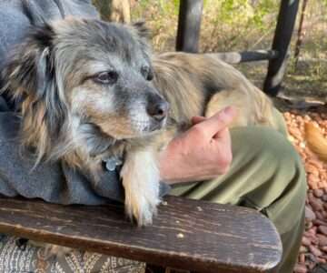 Chummy (Monty)